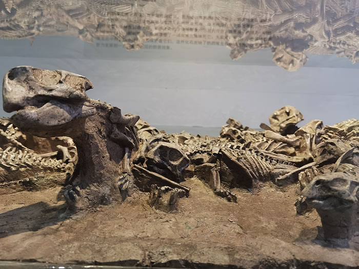 ���������ɹ���Ȼ������ڵ�����������ʯ�걾���»��� ���÷��