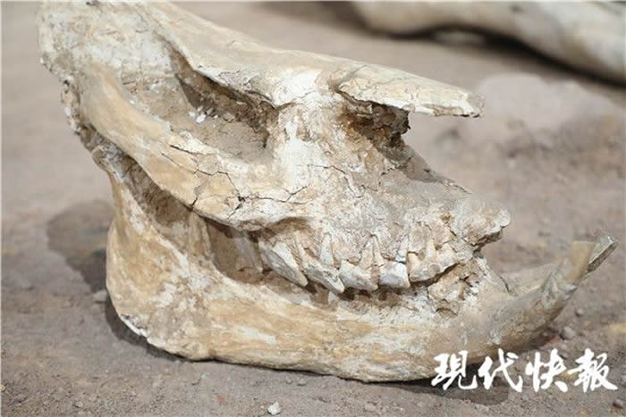 �Ͼ������ﲩ��ݡ���������Ⱥ��չ���еĴ�Ϭ��ʯ