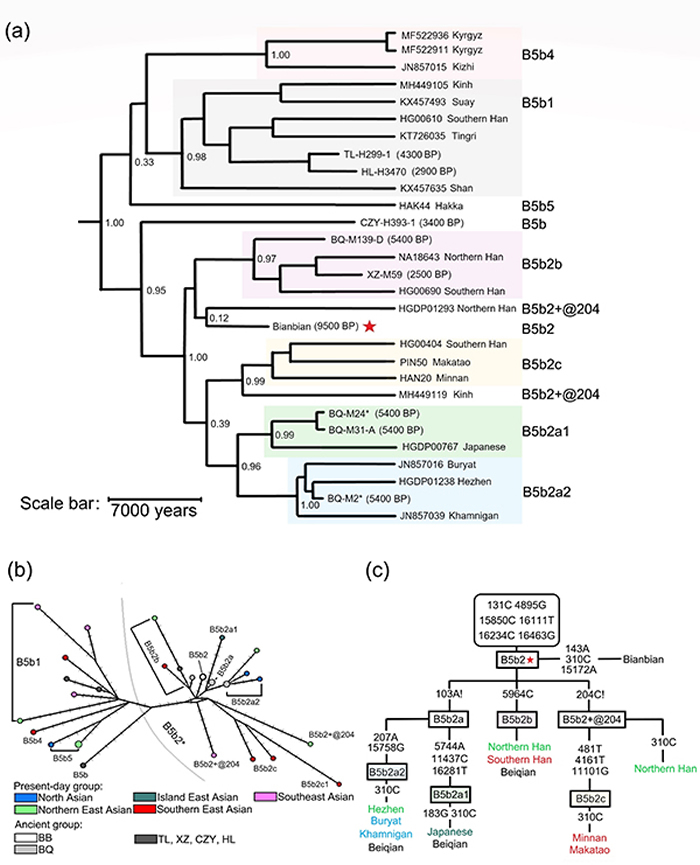 ͼ2. B5b֧ϵ��Ⱥ�Ļ����������a��ʹ��BEAST���������B5b֧ϵ��Ⱥ��ϵͳ����������b��B5b֧ϵ��Ⱥ���������ͼ����c��B5b֧ϵ�µ���������ӵ�е�