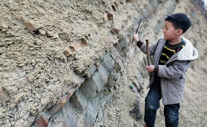 登封6岁男童找到3亿年前轮叶羊齿属植物化石