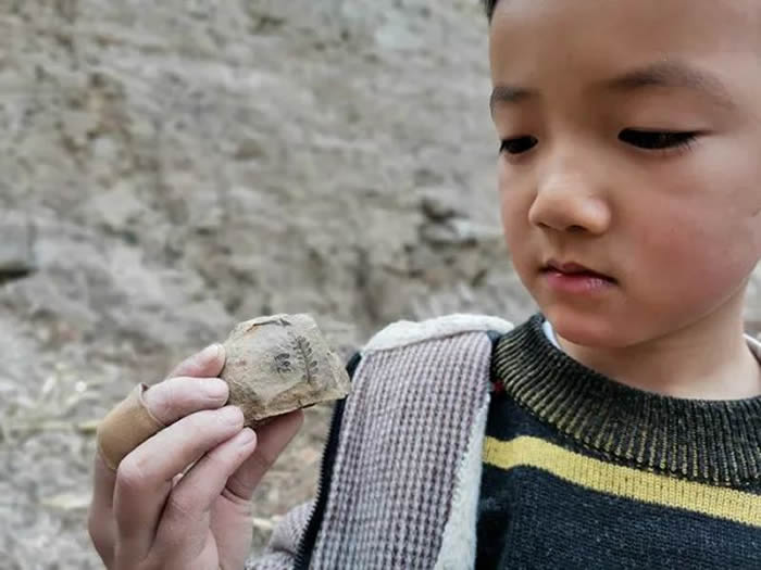 登封6岁男童找到3亿年前轮叶羊齿属植物化石