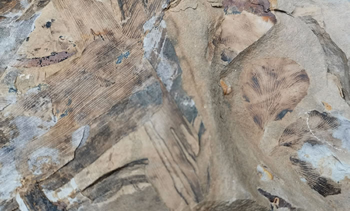 登封6岁男童找到3亿年前轮叶羊齿属植物化石