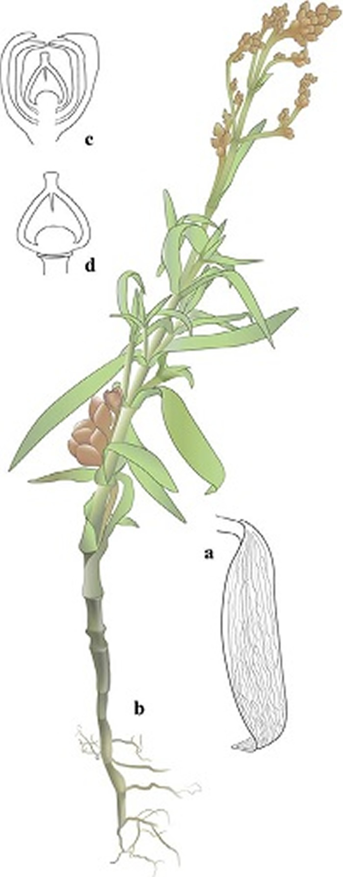 早白垩世义县组地层发现目前最早的的单子叶植物化石----宁城中华草