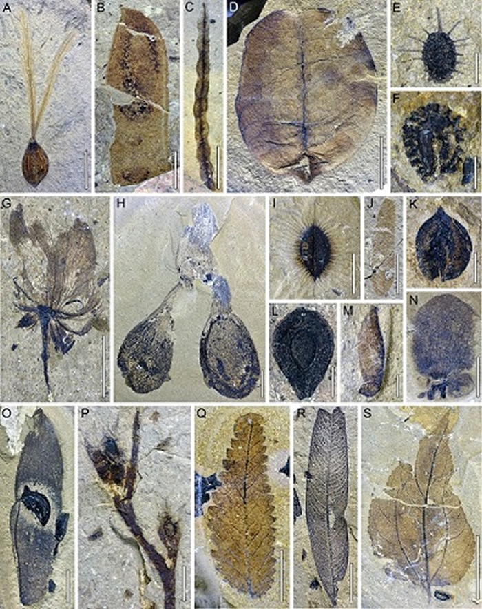 ��ظ�ԭ�в��������ʼ��������ḻ�Ļ�ʯֲ����Ⱥ�����֣�