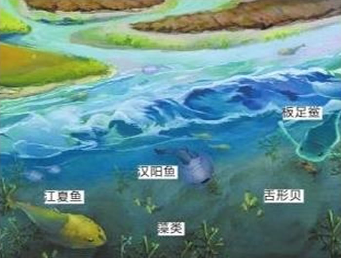 武汉发现“江夏鱼”化石 证明4亿年前这里曾是河口三角洲的滨海地貌