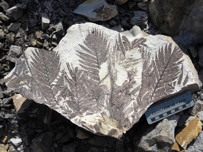 内蒙古乌海发现“史前植物的庞贝城” Noeggerathiales是种子植物谱系的高度进化成员