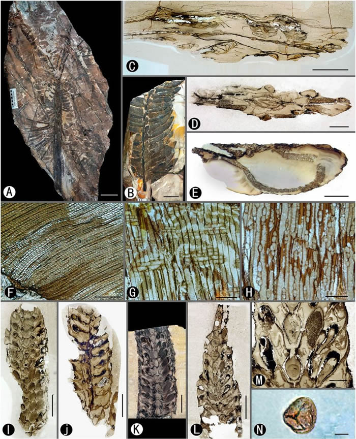 内蒙古乌海发现“史前植物的庞贝城” Noeggerathiales是种子植物谱系的高度进化成员
