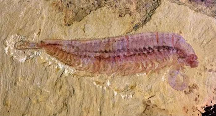 ��������ϺKylinxia zhangi��ģ�걾�����Ϲ�ͼ��