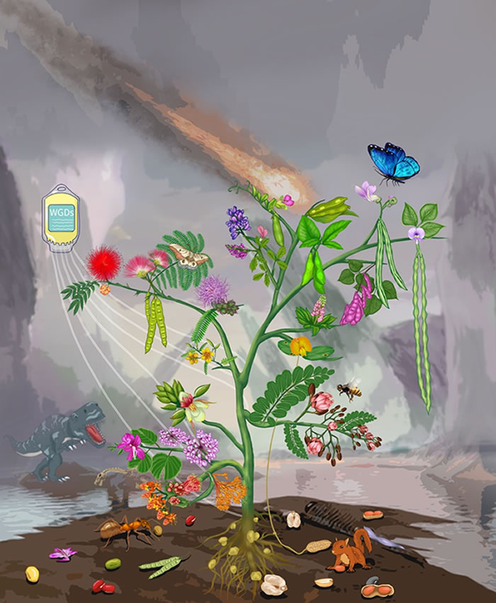 展示本研究的总结图,使用了部分的豆科物种的的花、果实、叶子来代表豆科的系统发育关系。这棵树的共有六个枝杈,分别代表豆科的六个亚科:树的左下到右上依次展示了甘豆亚