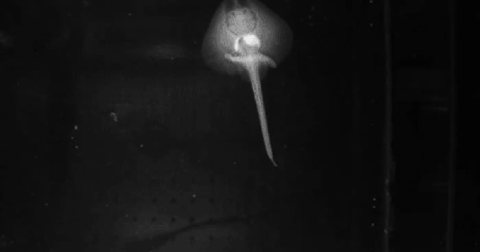 小鳐鱼新研究模型显示脊椎动物在爬出远古海洋之前就长出用于行走的器官