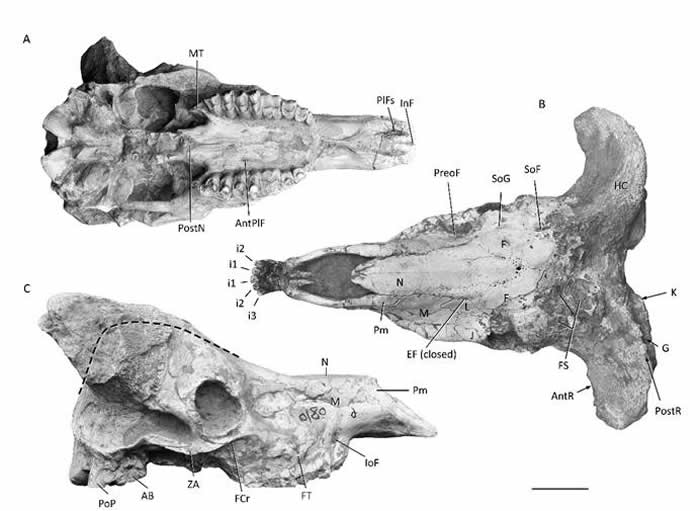 ������ͷ�Ǹ��ӡ����ӺͲ���ͼ����ʷ���ڹ�ͼ��