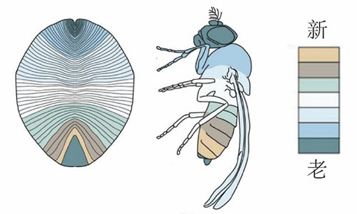 �Ҹ�ѷ��������������������ʽ�ĶԱȣ�Dunn et al., 2016��