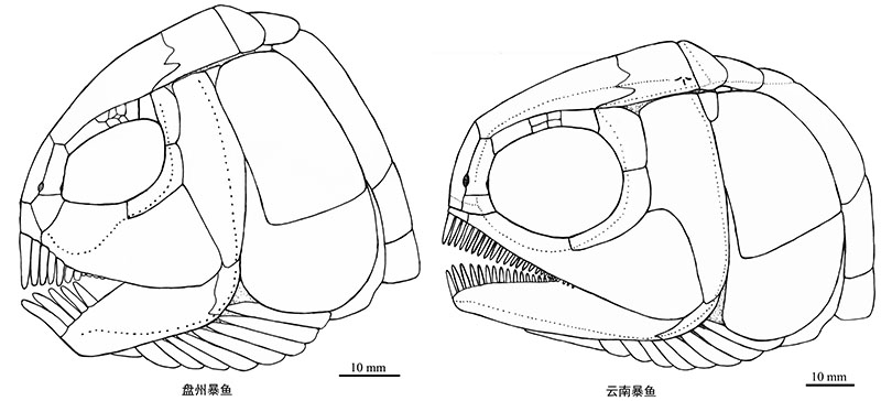 ���ݱ��������ϱ���ͷ�ǱȽ�ͼ