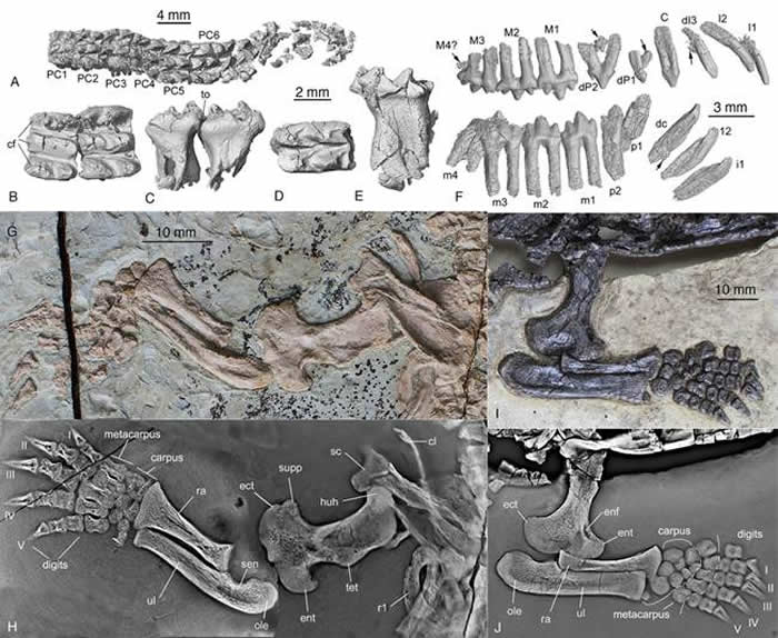 �й����޺ͳ��Ͼ��������ݺ�֫�ǶԱȣ�ë��԰��ͼ��