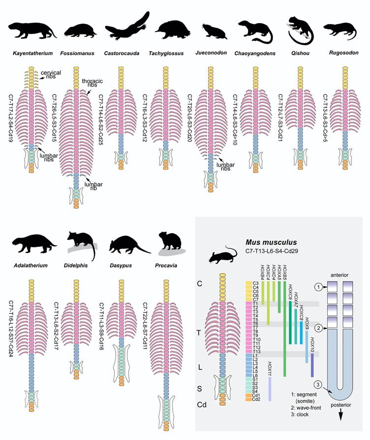 ����������������Ҫ��̬ϰ�Դ������༹���Աȼ��ݻ���������ʾ��ͼ��ë��԰��ͼ��