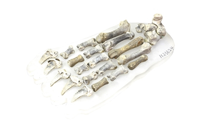 ������ǰ�㻯ʯ