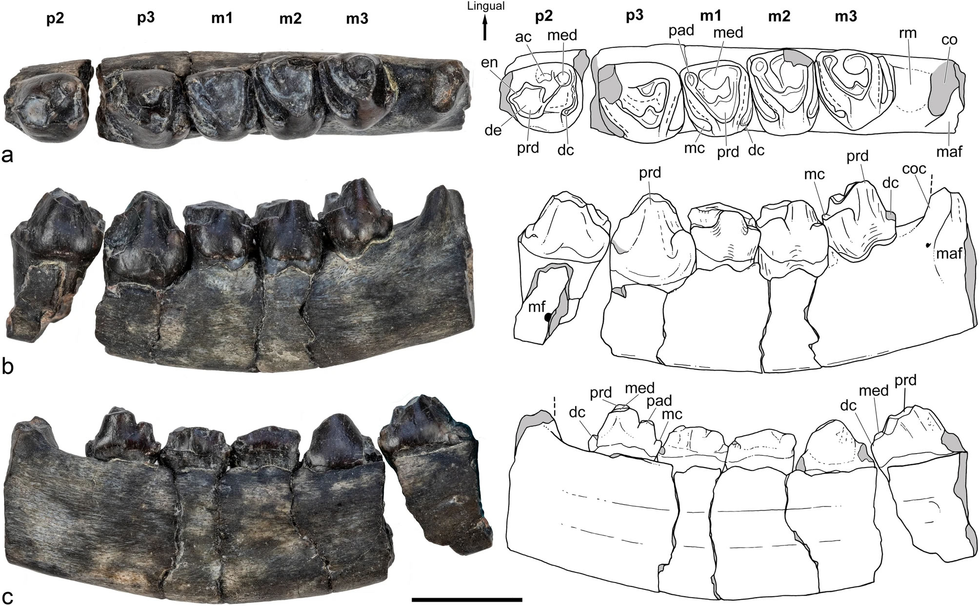 智利巴塔哥尼亚地区发现生活在白垩纪时期的新型哺乳动物Orretherium tzen