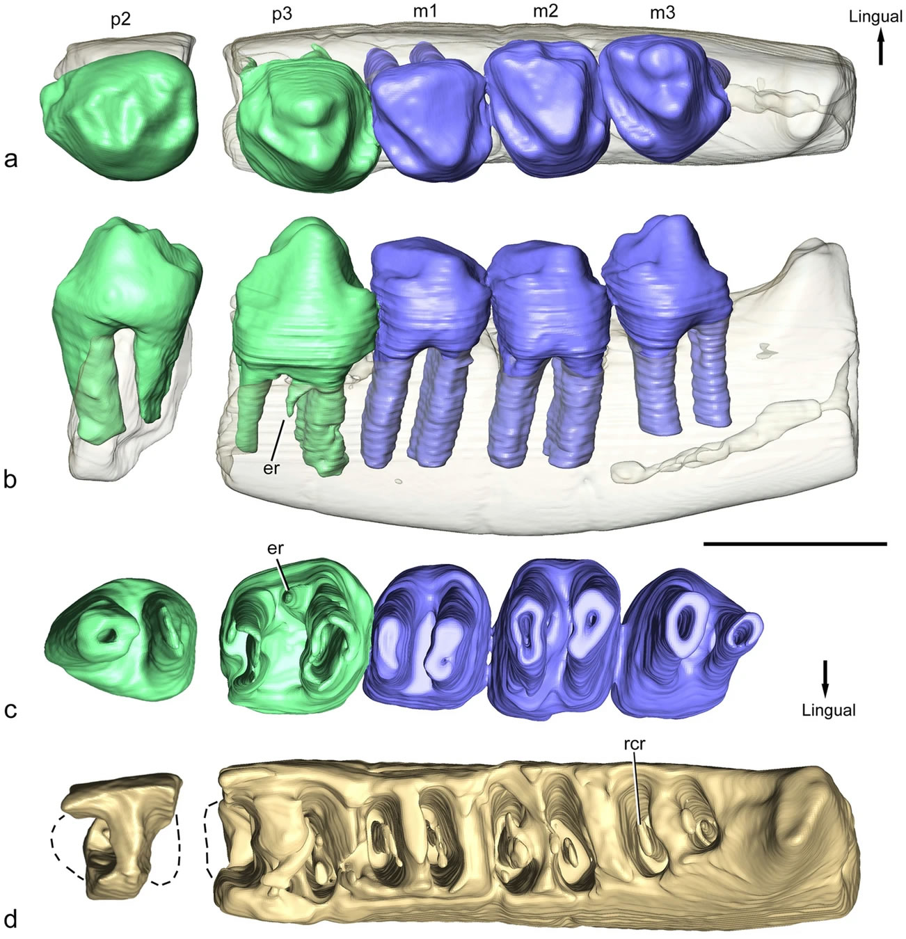�������������ǵ������������ڰ��Ѽ�ʱ�ڵ����Ͳ��鶯��Orretherium tzen