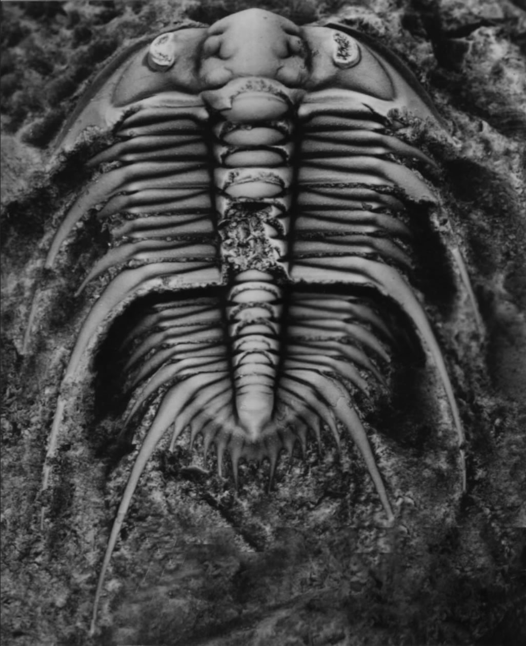 ������ĩ�������Ҷ�滯ʯ����ͼƬ�������Ӱ������飩