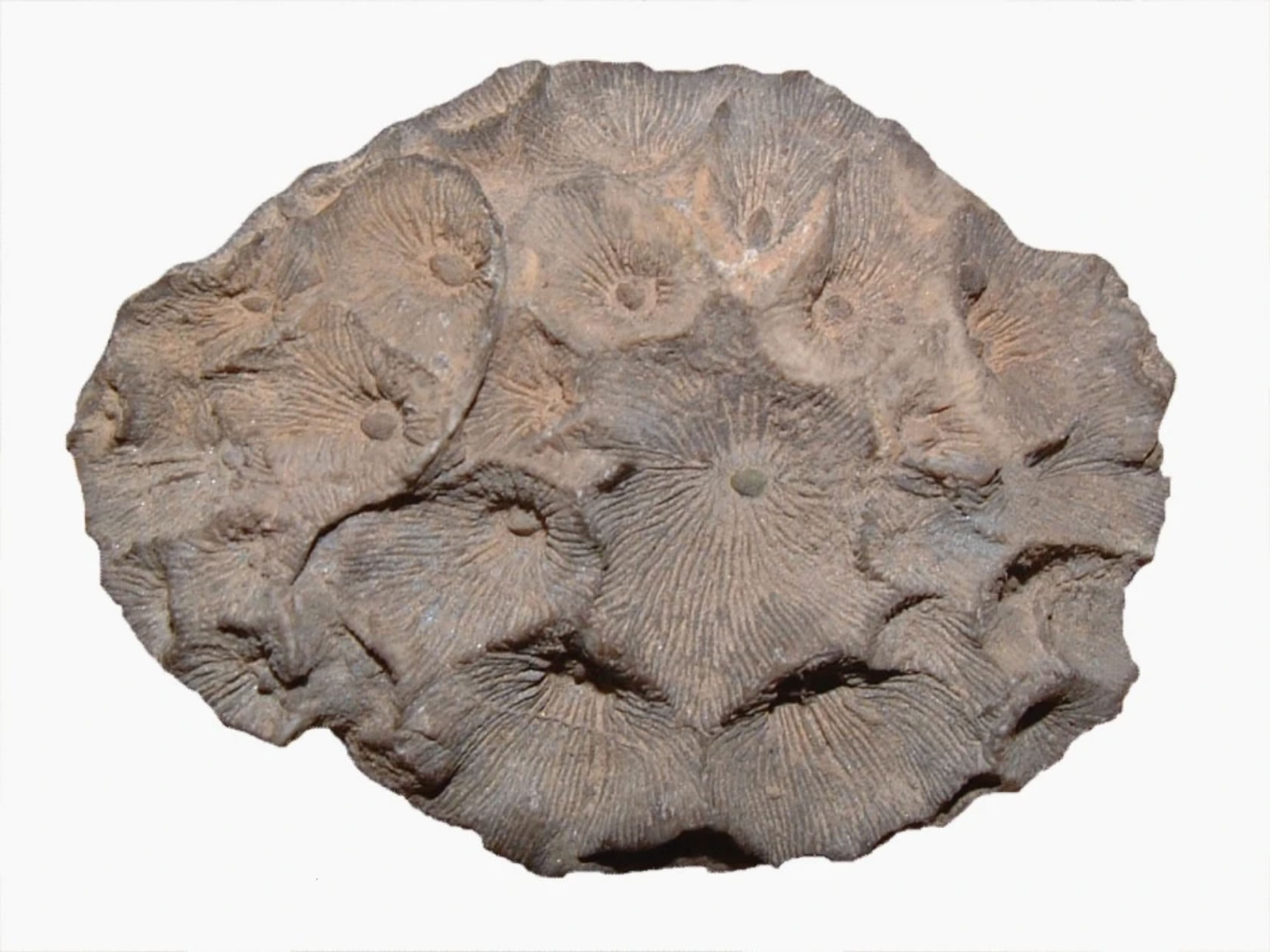 ������ĩ����Ĺ�ɺ����ʯ����ͼƬ�������Ӱ������飩