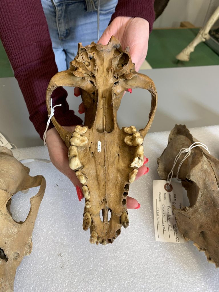 �о����ֹŴ�����ͨ��������ʳϰ���ڱ���ʱ����������Ҵ�����