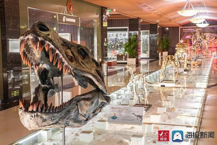 “我陪恐龙数年纪——神奇的古生物钟科普特展”在青岛贝壳博物馆开展