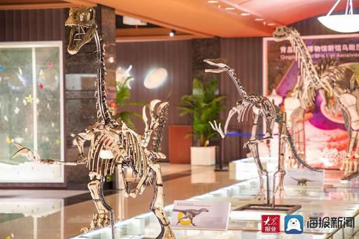 “我陪恐龙数年纪——神奇的古生物钟科普特展”在青岛贝壳博物馆开展
