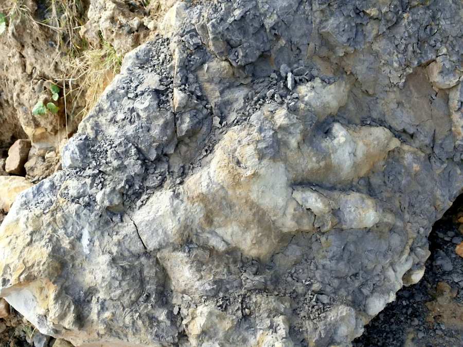英国考古学家到约克郡海岸想寻找一些贝壳当晚餐 却意外发现1.65亿年前巨大恐龙脚印