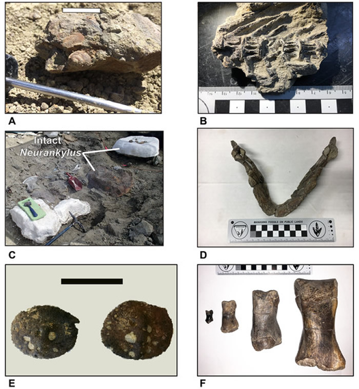 ���о��������������ܾ������岶�� ���Ƕ�����