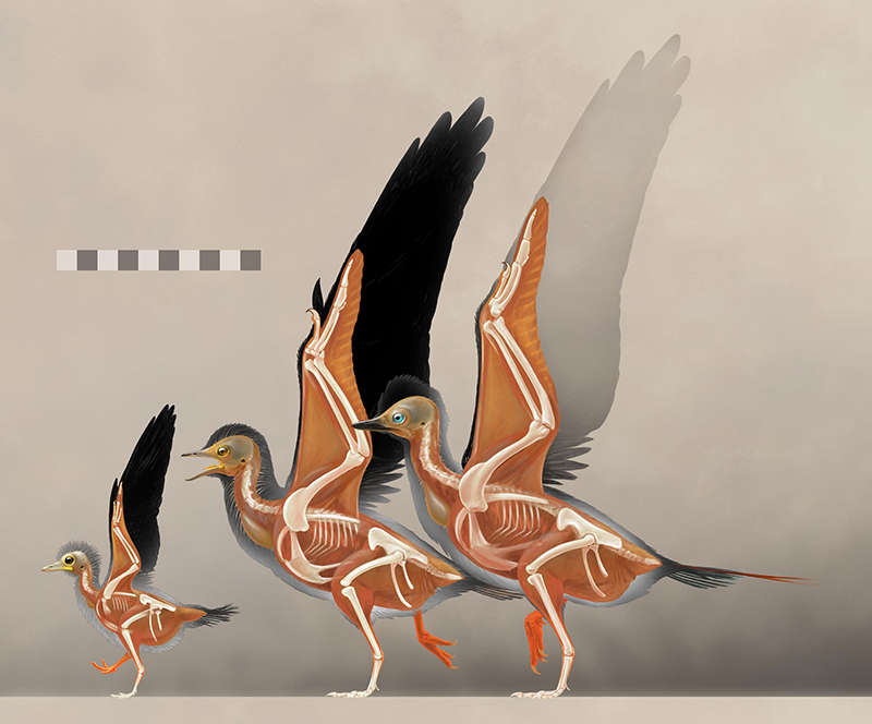 古喙鸟的生长阶段重建 （研究团队 供图）（注：左侧为本研究的幼年个体，其躯干的长度只有成年个体的一半，但是初级羽毛与前肢骨骼的比例已经接近成年个体）