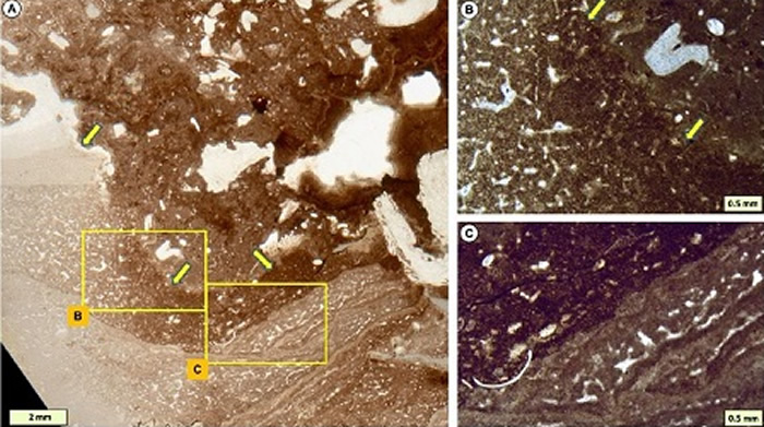 �Ĵ�������ǿ�轸���ҡ�A. ����������ｸ��Ѩ�ı�Ե�����£�����������������ʯ���ơ����ʺ��ࡱ״�ṹ��B-C. �ơ����ʺ��ࡱ״�ṹϸ�ڣ���ɫ��ͷ��ʾ��Ѩ�뽸