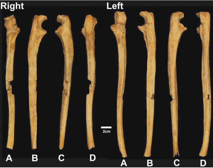 ����Ĺ���ֵ��ҳ߹�(��)����߹�(��)��AΪǰ����BΪ���棻CΪ�ڲࣻDΪ�󷽡�