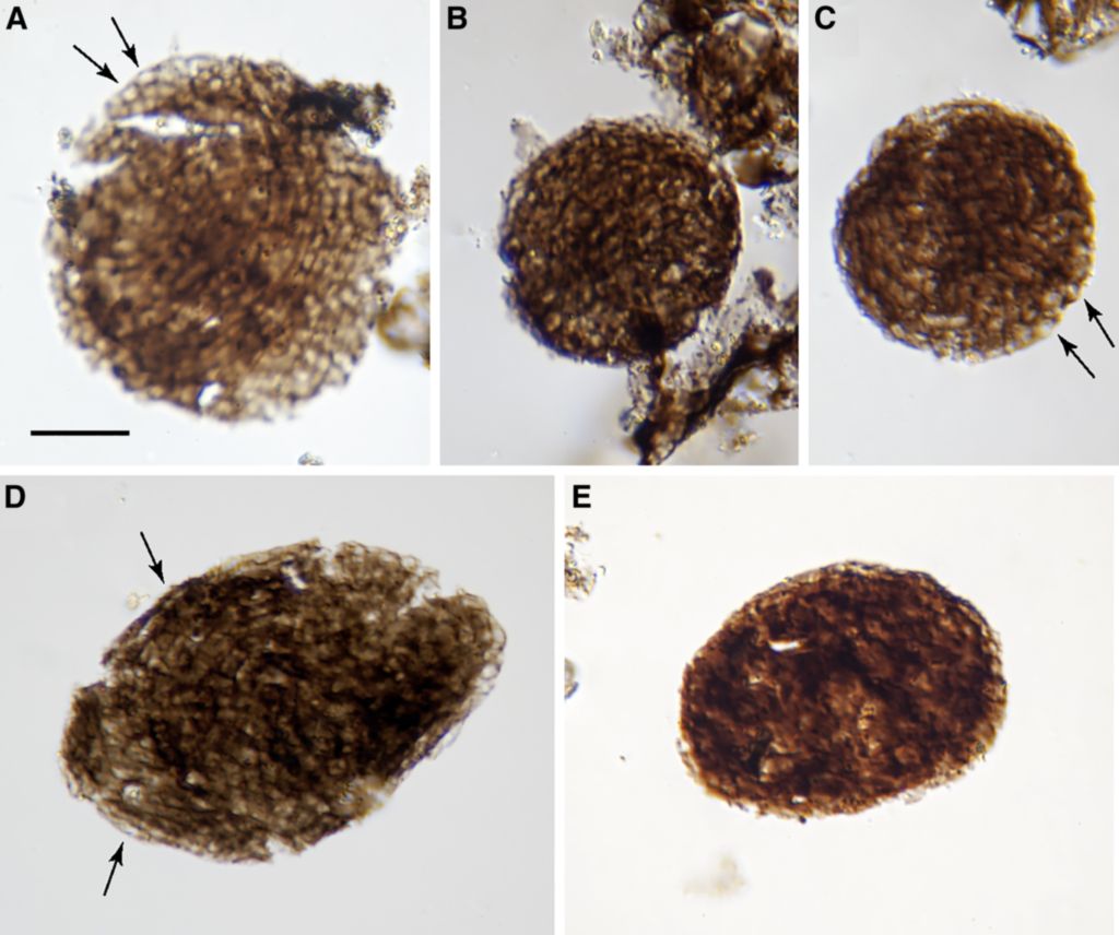 �ո����ߵط��ֵ�10����ǰ��ʯ��ʾ����Ľ������ܷ����ڵ�ˮ�������Ǻ�����