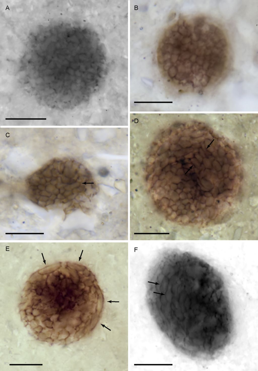 �ո����ߵط��ֵ�10����ǰ��ʯ��ʾ����Ľ������ܷ����ڵ�ˮ�������Ǻ�����