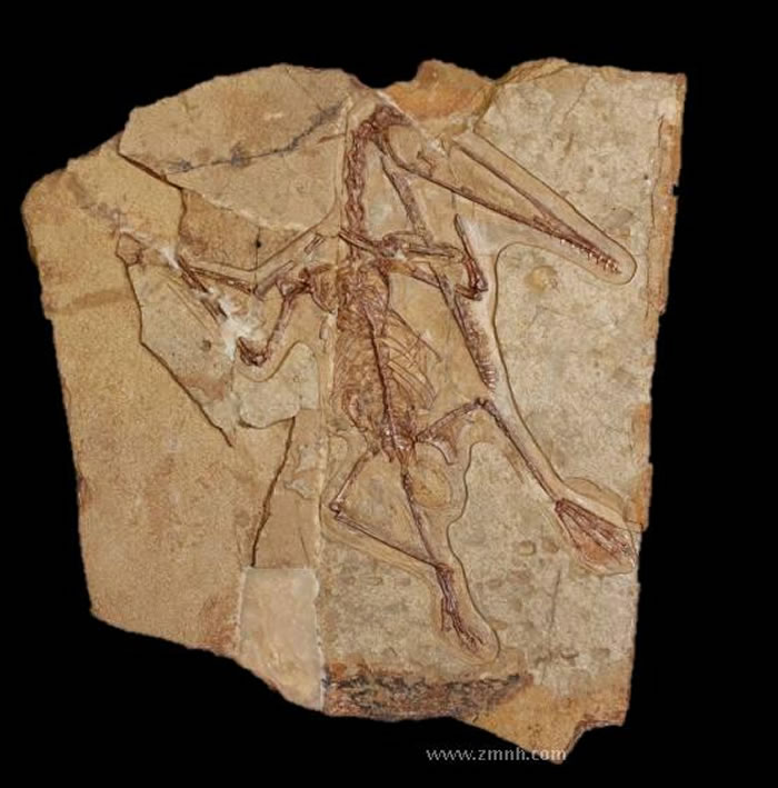 ����٪�޼�����ɽ��ز��еĴ�������������ֱ걾����������������