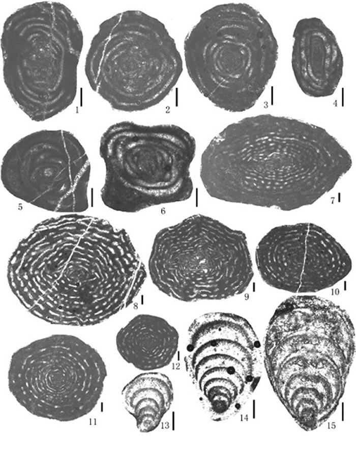 Shanita, Hemigordiopsis等有孔虫