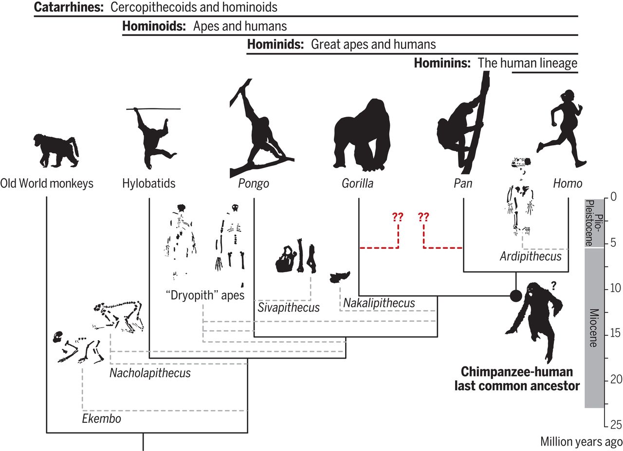 ��ʯԳ�����������