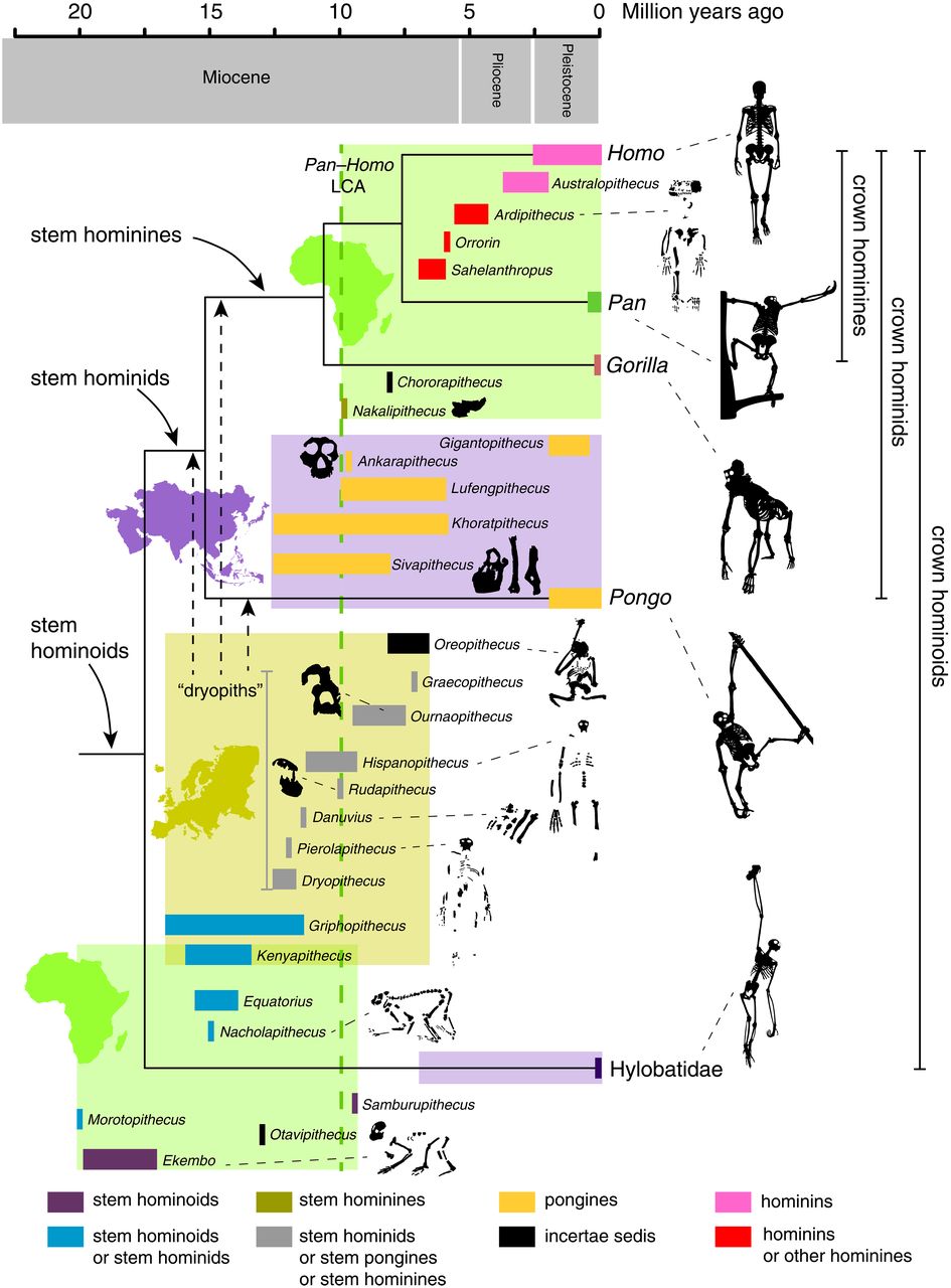 ��ʯԳ�����������