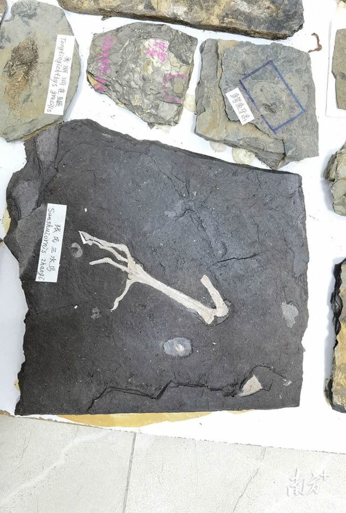 ���ʲ�����գ��㶫ʡ��ɽ����ˮ������ղصĻ�ʯչʾ��ˮ������������ݱ�