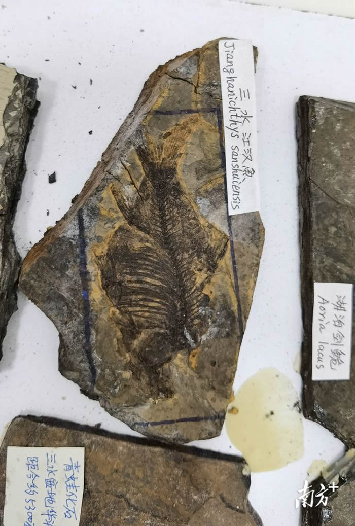 ���ʲ�����գ��㶫ʡ��ɽ����ˮ������ղصĻ�ʯչʾ��ˮ������������ݱ�