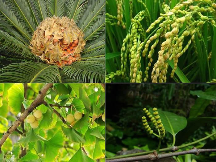 现代种子植物。中国科学院南京地质古生物研究所供图。