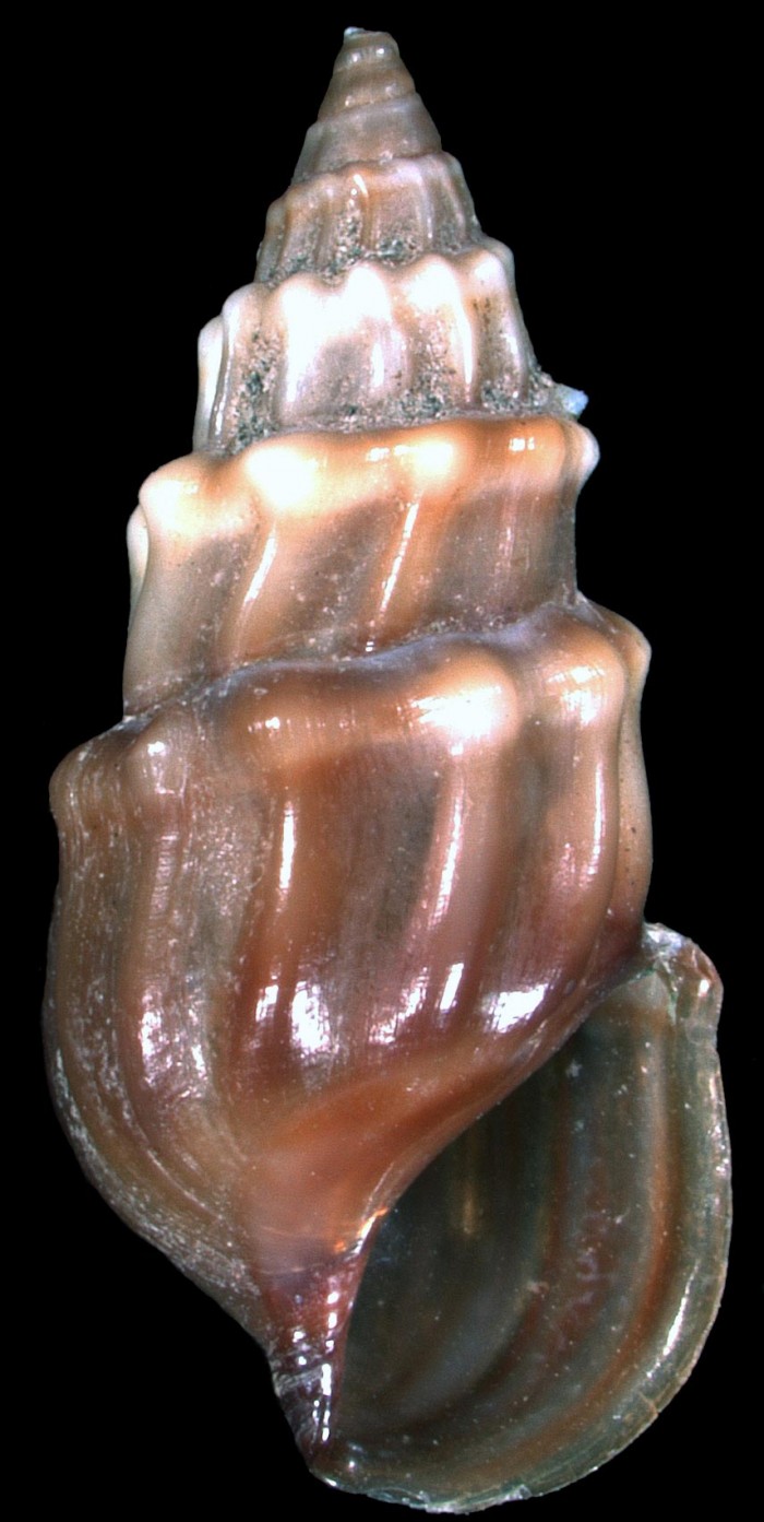 Microcolpia parreyssii (Philippi, 1847)һһСȪĵˮţֱȻ˺ɫ¼Ϊ