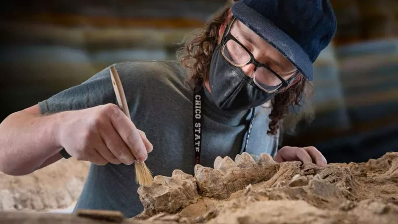 美国加利福尼亚州石化森林中发现史前化石宝库