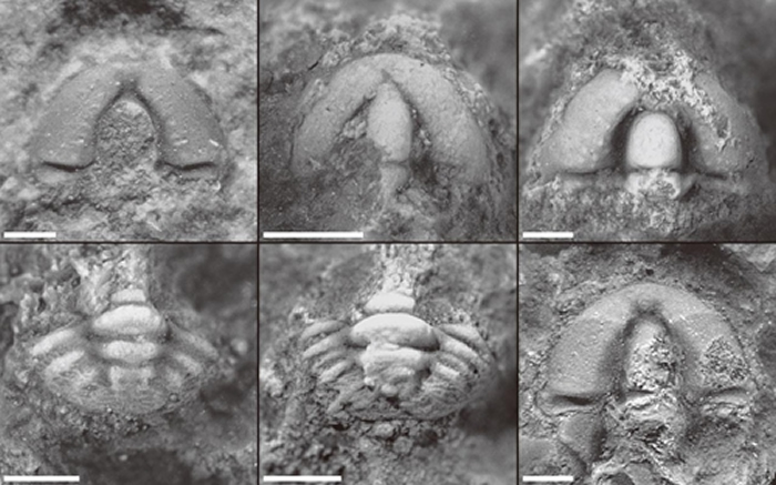 ��������ɽ�Ͱ׼�ɽ���淢�ֵĹ⻬С��˳滯ʯ�걾