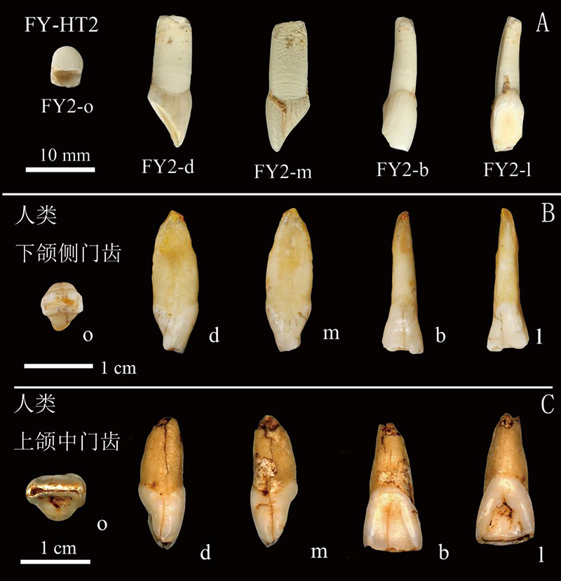 ��ѩ����ڸ��Ҷ����ֵ�����ͬ�������ݶԱ�. ��A������Sun et al. 2021����B������2012�귢�ֵ����������ųݣ���C��������2006���ֵ�������