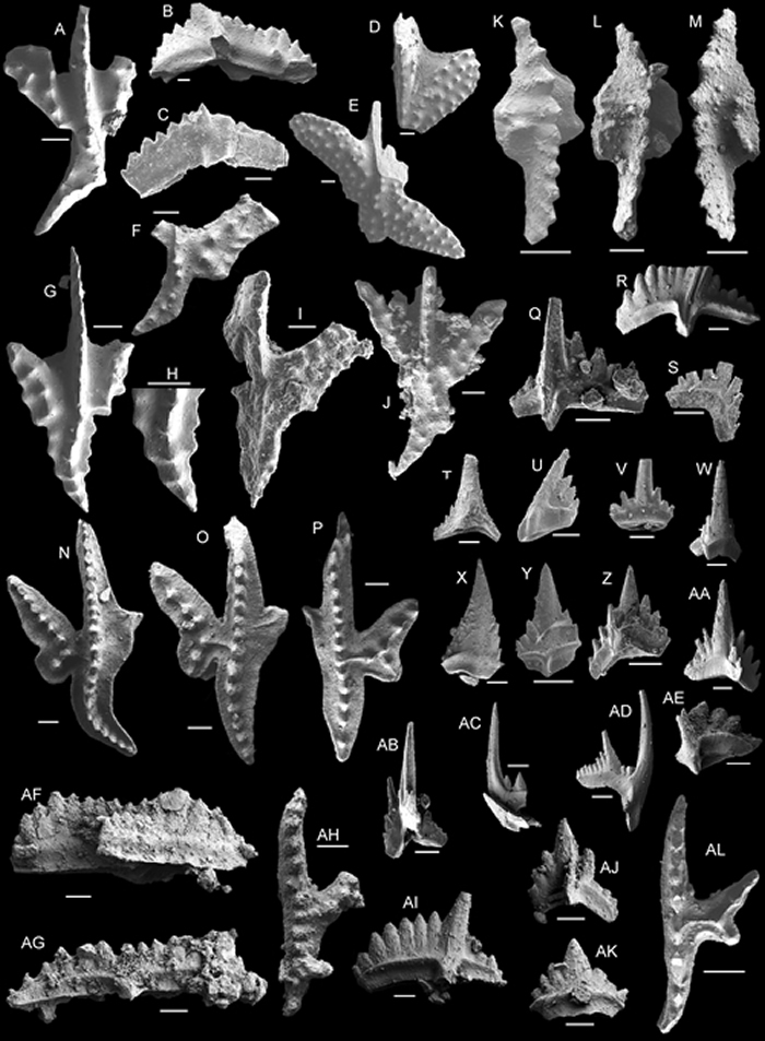 ͼʾ���������沿�������໯ʯ