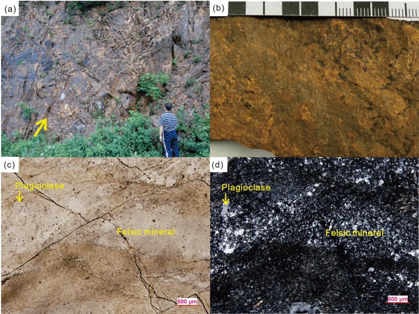 ͬλزƷ()Ƭ. (a) ƷҰƬ; (b) Ʒֱ걾Ƭ; (c) Ʒƫ΢Ƭ(ƫ); (d) Ʒƫ΢Ƭ(ƫ)