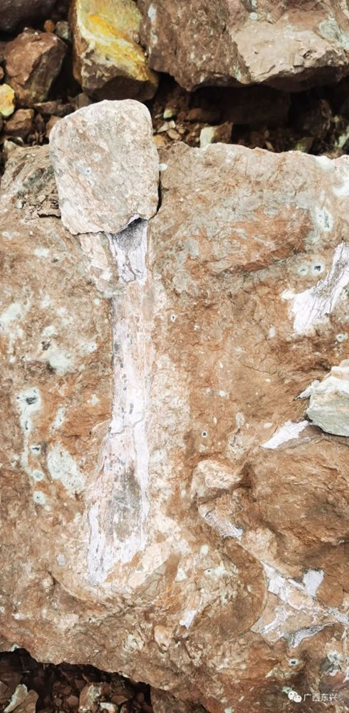 广西东兴发现侏罗纪时期恐龙化石