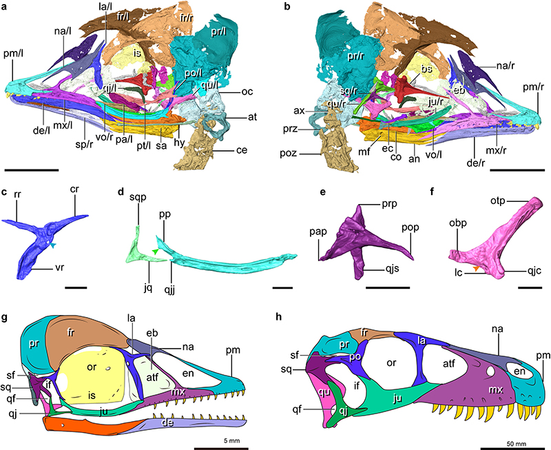 ������ͷ���沿����CT��ԭ����ʾ�����������ԭʼ��˫�׽ṹ��������ͼ��