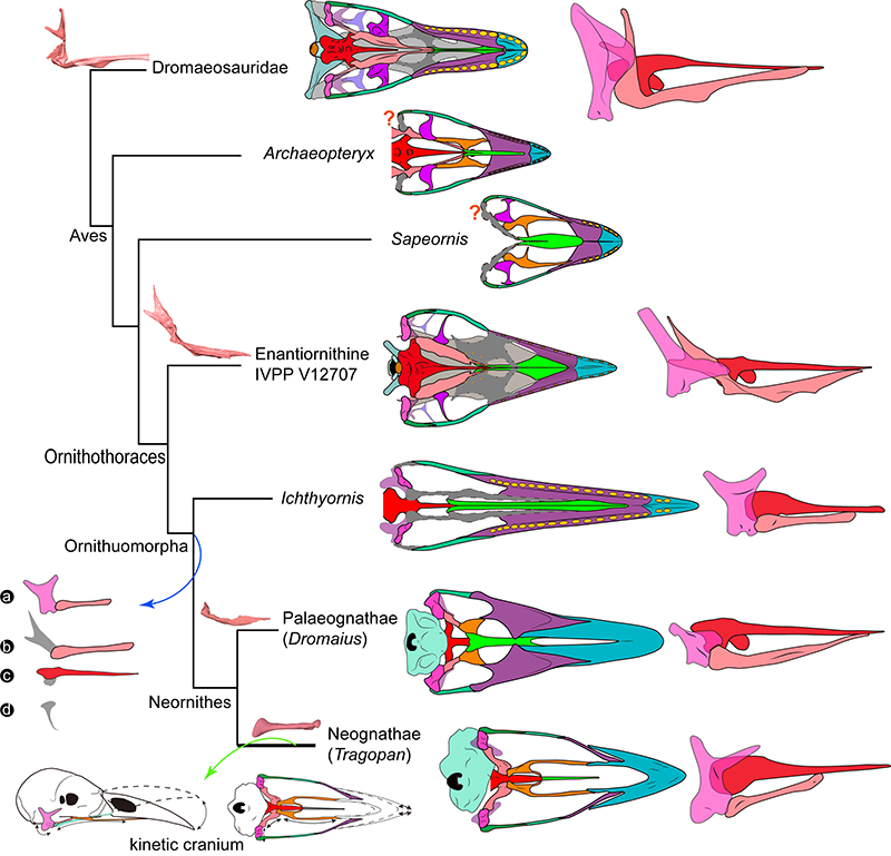 ����ͷ���ݻ���ͼ��a�Cd����ͷ�ǿɶ�����صĹؼ��ṹ�仯����������ͼ��